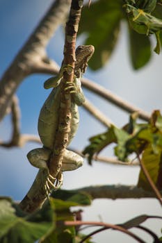 Iguana on Branch